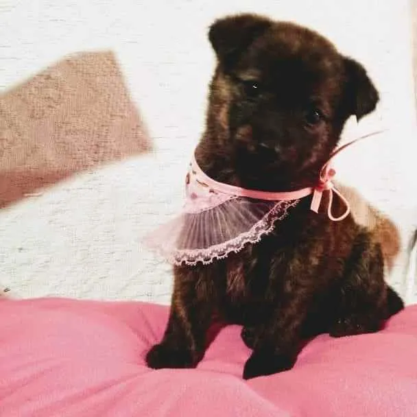 Cachorro raça SRD idade 2 a 6 meses nome Lulu