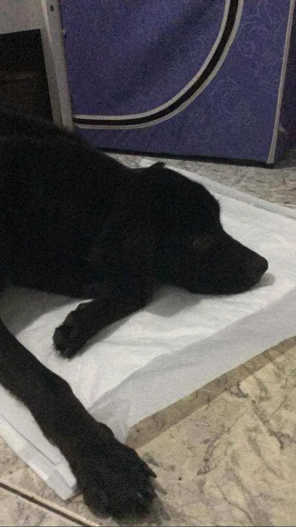 Cachorro raça Sem raça conhecida idade 1 ano nome Não tem