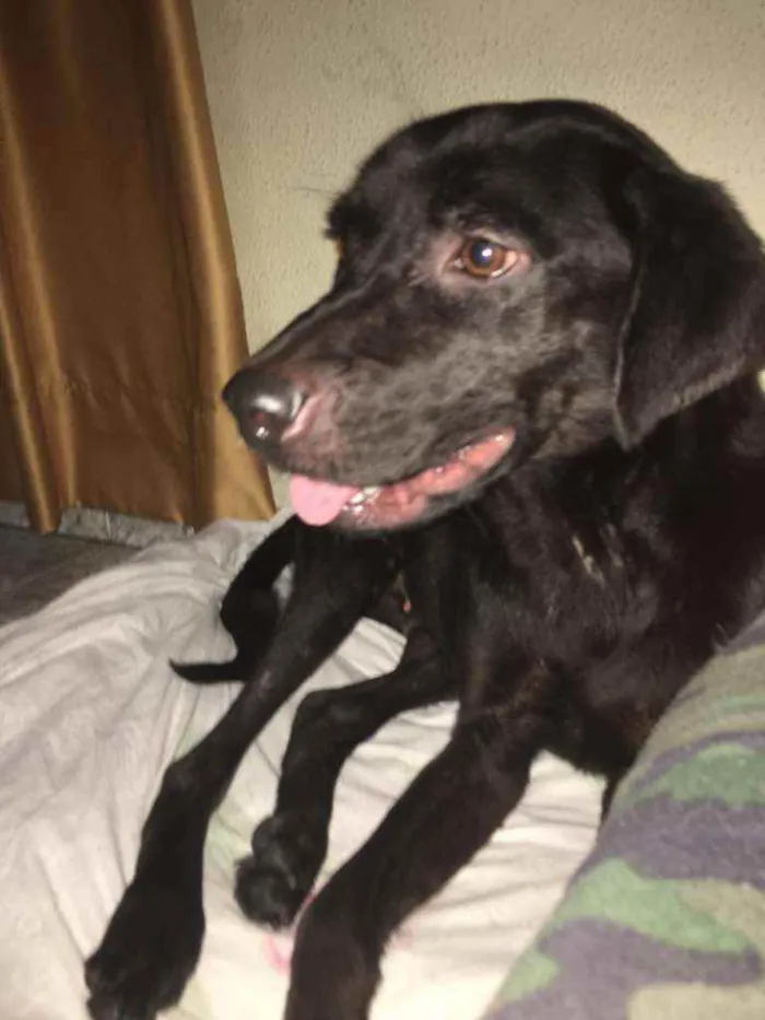 Cachorro raça Sem raça conhecida idade 1 ano nome Não tem