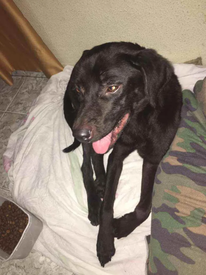 Cachorro raça Sem raça conhecida idade 1 ano nome Não tem