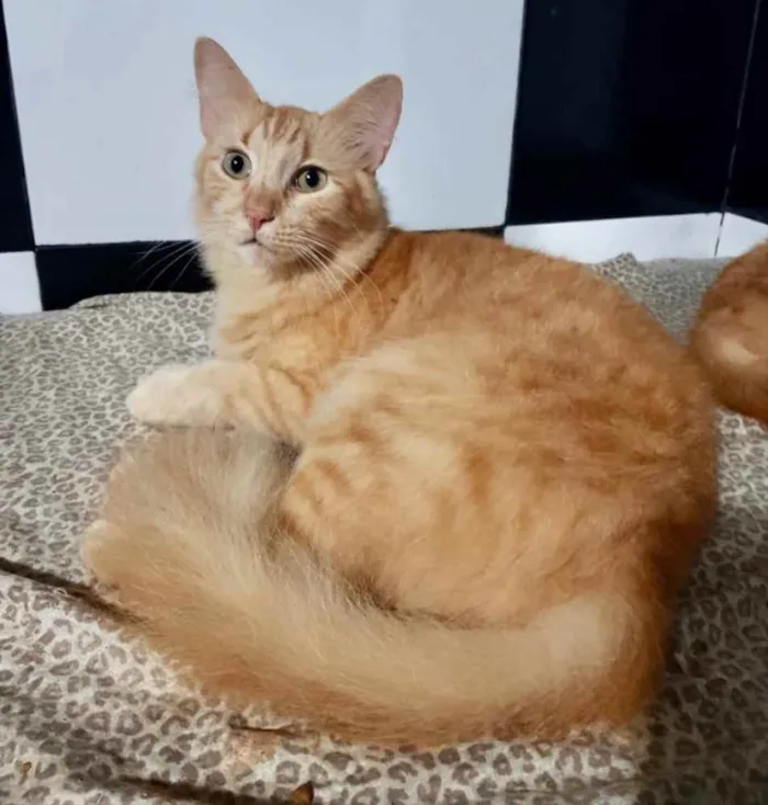 Gato ra a Mestiço  idade 7 a 11 meses nome Garfield 