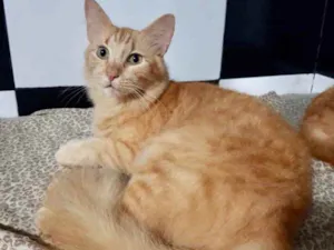 Gato raça Mestiço  idade 7 a 11 meses nome Garfield 