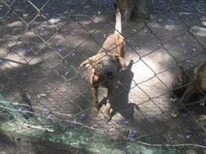 Cachorro raça fila com vira-lata idade 2 a 6 meses nome Dolly e Laika
