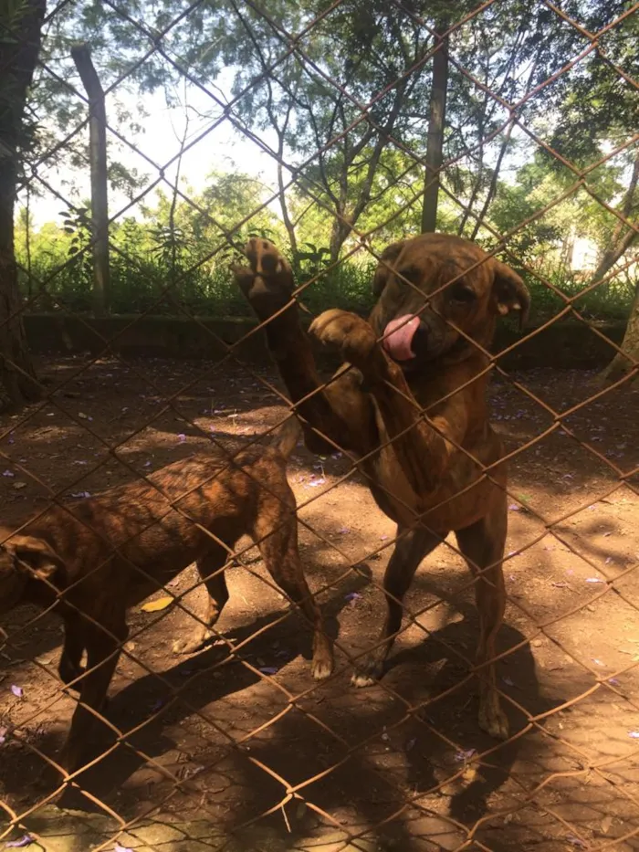 Cachorro ra a fila com vira-lata idade 2 a 6 meses nome Dolly e Laika