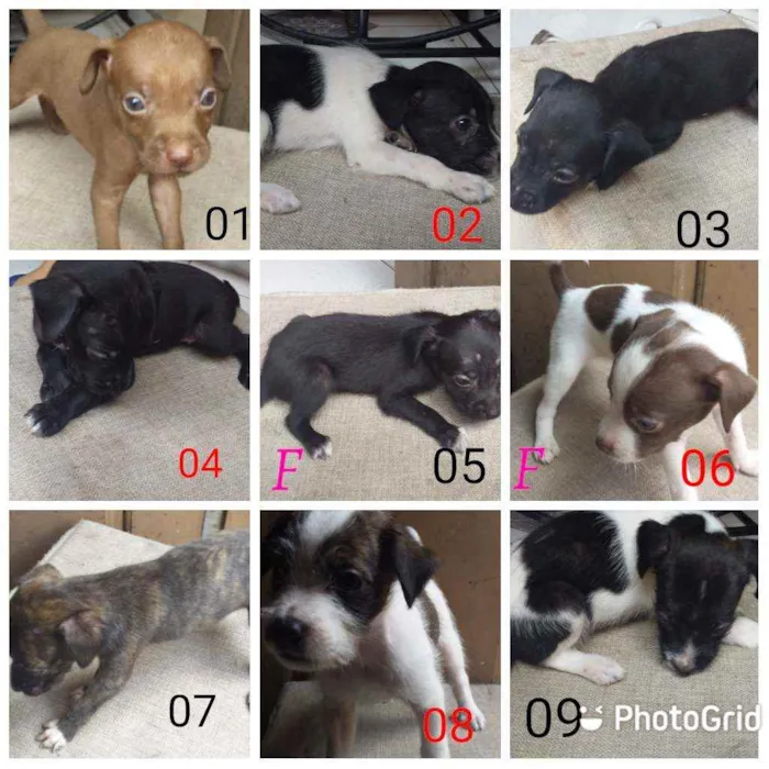 Cachorro raça Vira lata idade Abaixo de 2 meses nome Nao tem