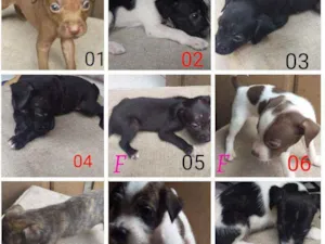 Cachorro raça Vira lata idade Abaixo de 2 meses nome Nao tem
