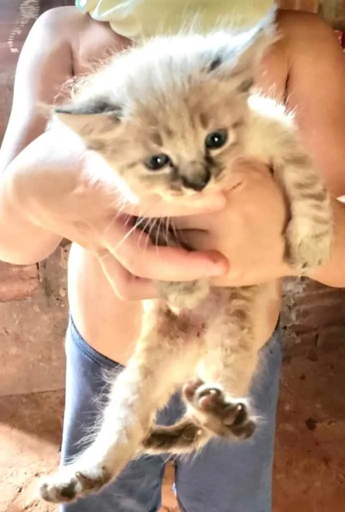 Gato ra a SRD idade 2 a 6 meses nome Ema 