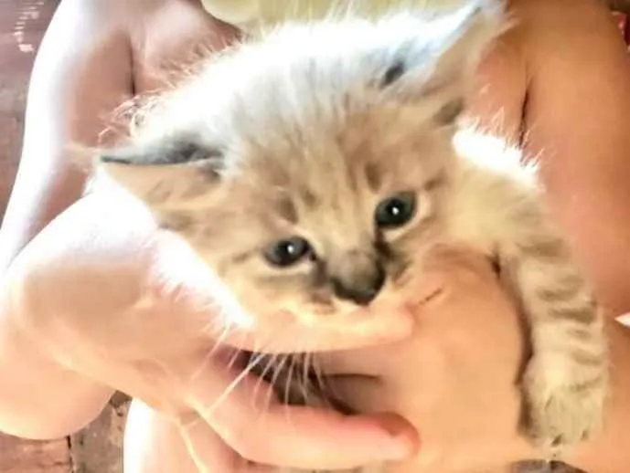 Gato ra a SRD idade 2 a 6 meses nome Ema 
