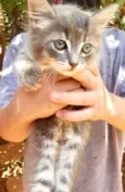 Pepeu 