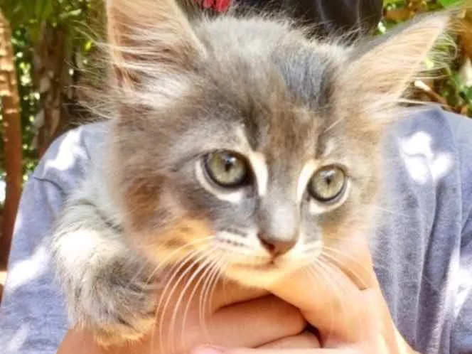 Gato ra a SRD idade 2 a 6 meses nome Pepeu 