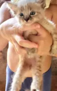 Luka 