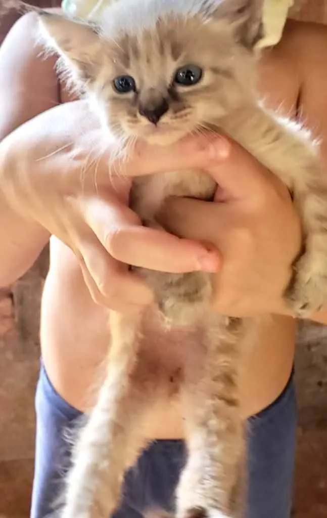 Gato ra a SRD idade 2 a 6 meses nome Luka 