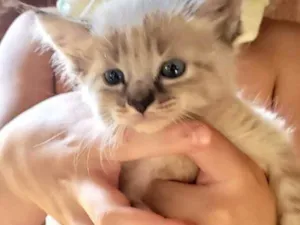 Gato raça SRD idade 2 a 6 meses nome Luka 