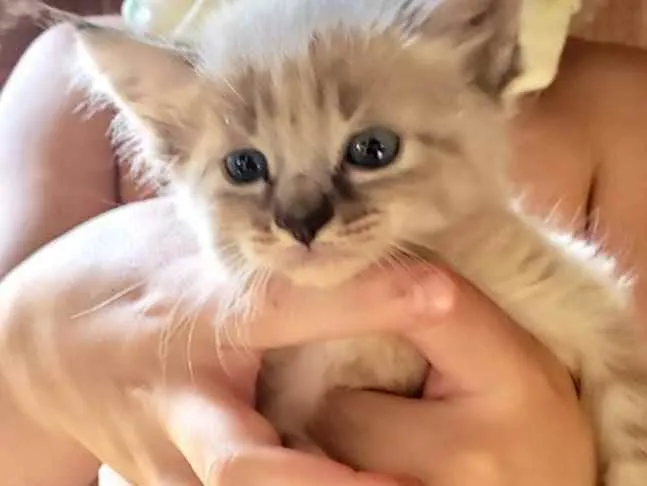 Gato ra a SRD idade 2 a 6 meses nome Luka 