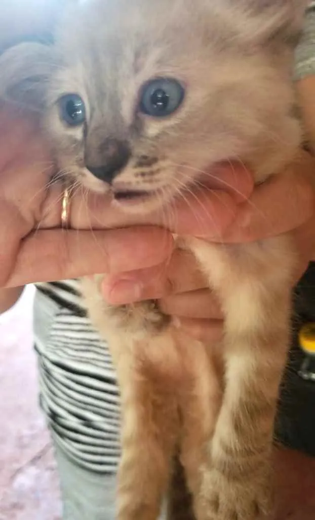 Gato ra a SRD idade 2 a 6 meses nome Suzi 