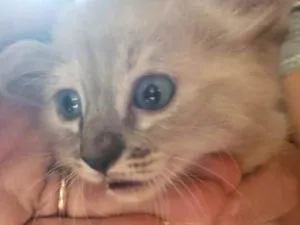 Gato raça SRD idade 2 a 6 meses nome Suzi 