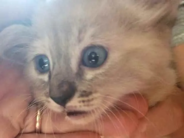 Gato ra a SRD idade 2 a 6 meses nome Suzi 