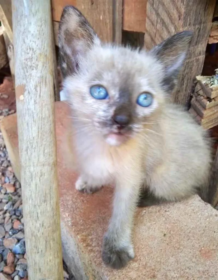 Gato ra a SRD idade 2 a 6 meses nome Sissi 