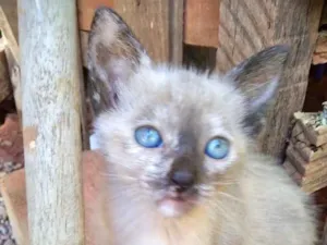 Gato raça SRD idade 2 a 6 meses nome Sissi 