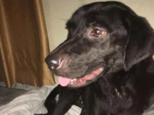 Cachorro raça Sem raça conhecida idade 1 ano nome Não tem