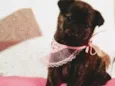 Lulu