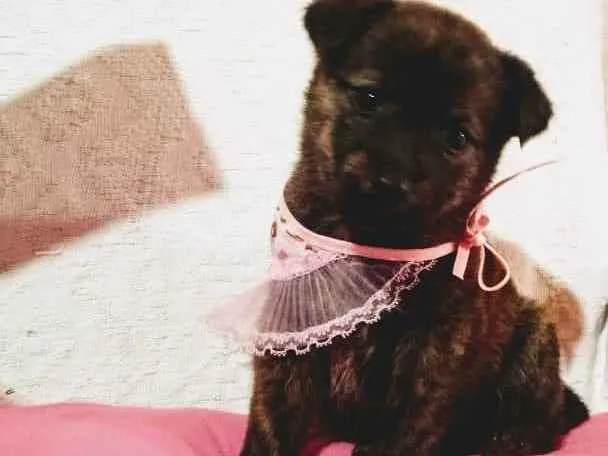 Cachorro raça SRD idade 2 a 6 meses nome Lulu