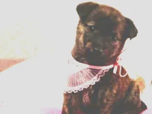 Cachorro raça SRD idade 2 a 6 meses nome Lulu