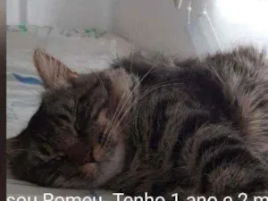 Gato raça Sem raça definida  idade 1 ano nome Rimeu