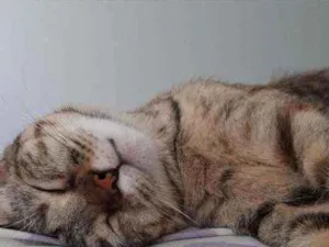 Gato raça Sem raça definida  idade 1 ano nome Nina