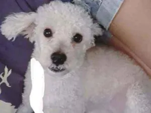 Cachorro raça Poodlo branco idade 1 ano nome Tony