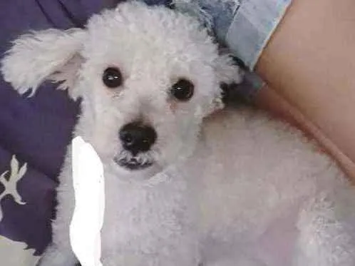 Cachorro ra a Poodlo branco idade 1 ano nome Tony