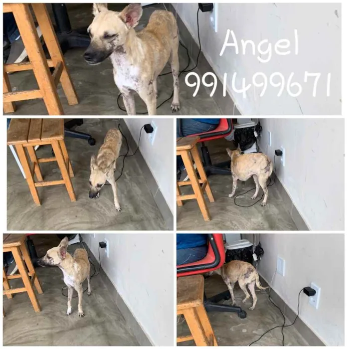 Cachorro ra a Srd idade 1 ano nome Angel 