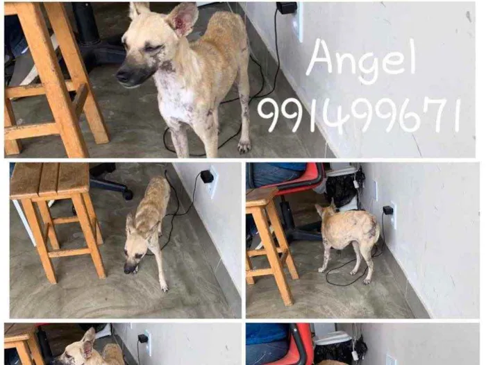 Cachorro ra a Srd idade 1 ano nome Angel 