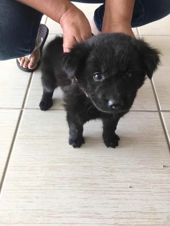 Cachorro ra a  idade 2 a 6 meses nome Não tem nome