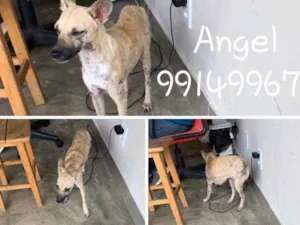 Cachorro raça Srd idade 1 ano nome Angel 
