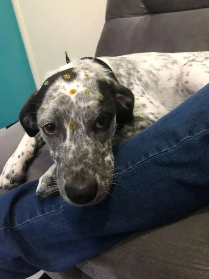 Cachorro raça SRD-ViraLata idade 7 a 11 meses nome Lolla