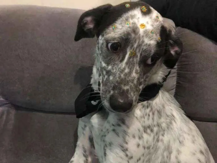 Cachorro raça SRD-ViraLata idade 7 a 11 meses nome Lolla