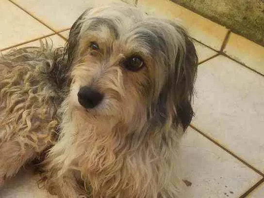 Cachorro ra a Não sei idade 1 ano nome Jherudi