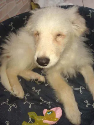 Cachorro raça Srd idade 2 a 6 meses nome Magoo