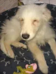Magoo
