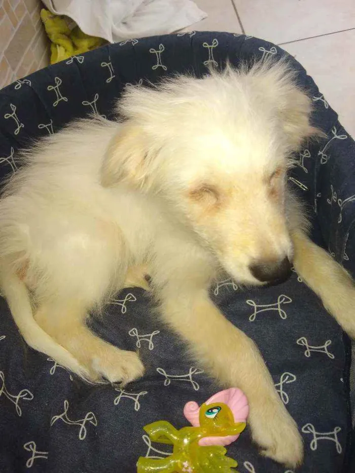 Cachorro ra a Srd idade 2 a 6 meses nome Magoo