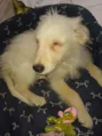 Magoo