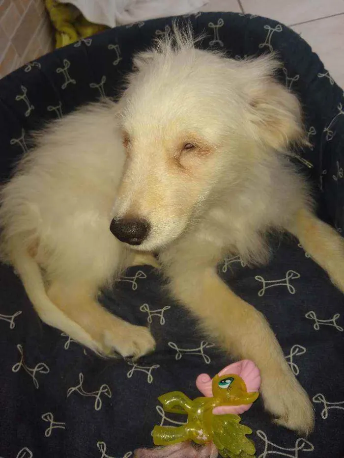 Cachorro ra a Srd idade 2 a 6 meses nome Magoo