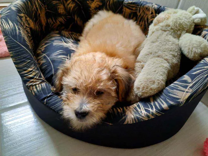 Cachorro ra a SRD idade Abaixo de 2 meses nome Mel