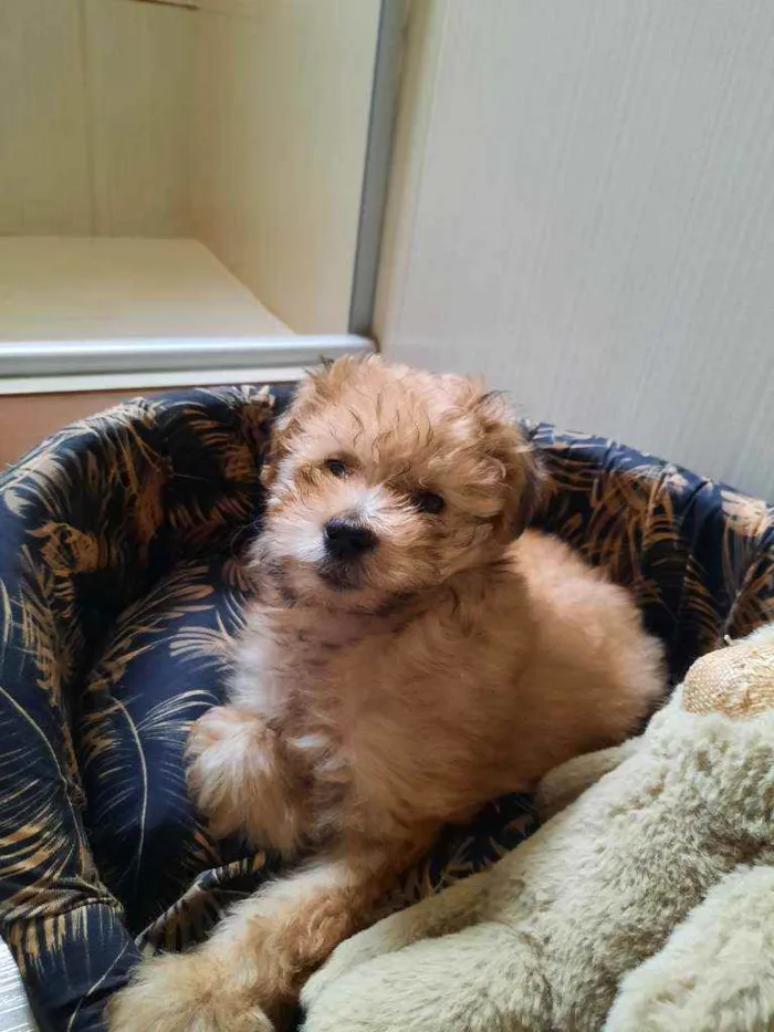 Cachorro ra a SRD idade Abaixo de 2 meses nome Mel