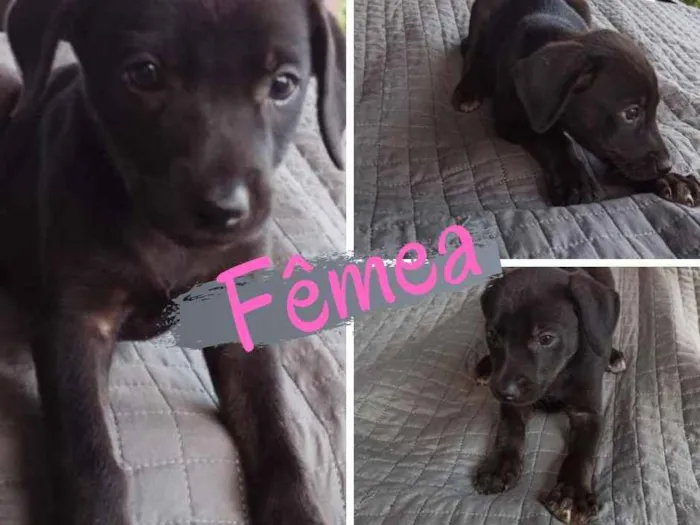 Cachorro ra a SRD-ViraLata idade Abaixo de 2 meses nome Sem nome