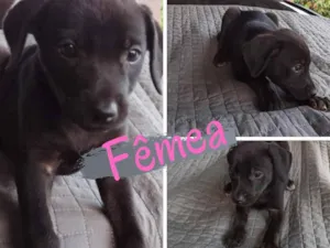 Cachorro raça SRD-ViraLata idade Abaixo de 2 meses nome Sem nome