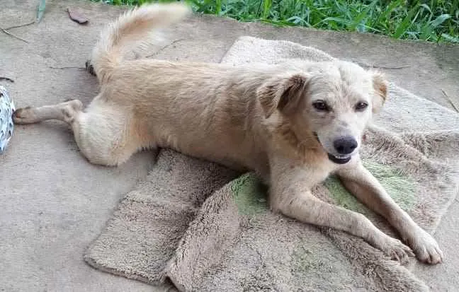 Cachorro ra a  idade 2 anos nome Não sei