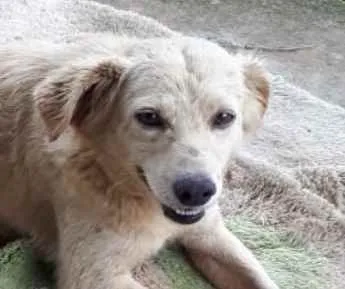 Cachorro ra a  idade 2 anos nome Não sei