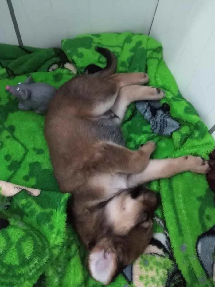 Cachorro ra a  idade 2 a 6 meses nome Não sei 